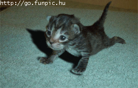 mew