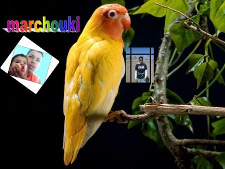 babagha